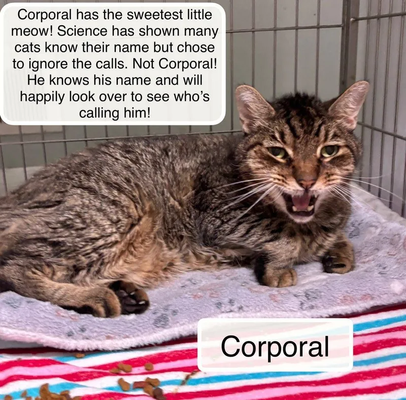 Corporal thumbnail 2