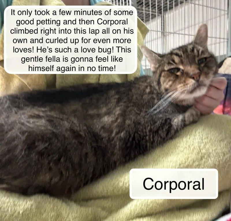 Corporal thumbnail 3