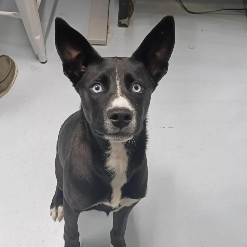 A baby medium-sized female Mixed Breed dog named Rhianna for adoption in Springtown, TX
