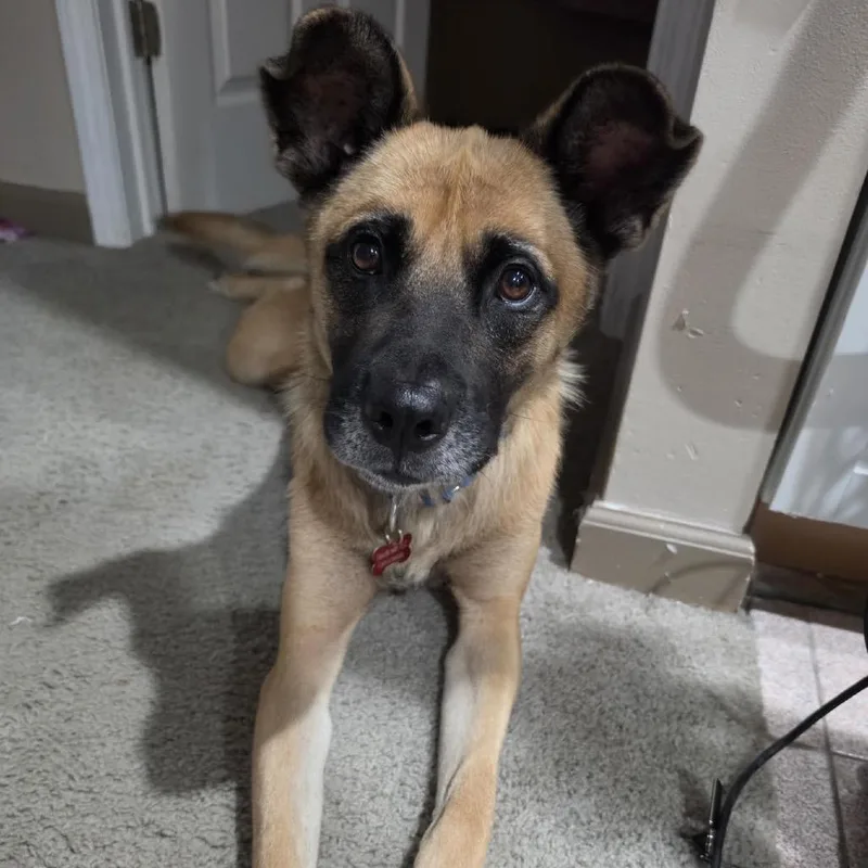 An adult large-sized male German Shepherd Dog dog named Flash for adoption in Ferndale, MI