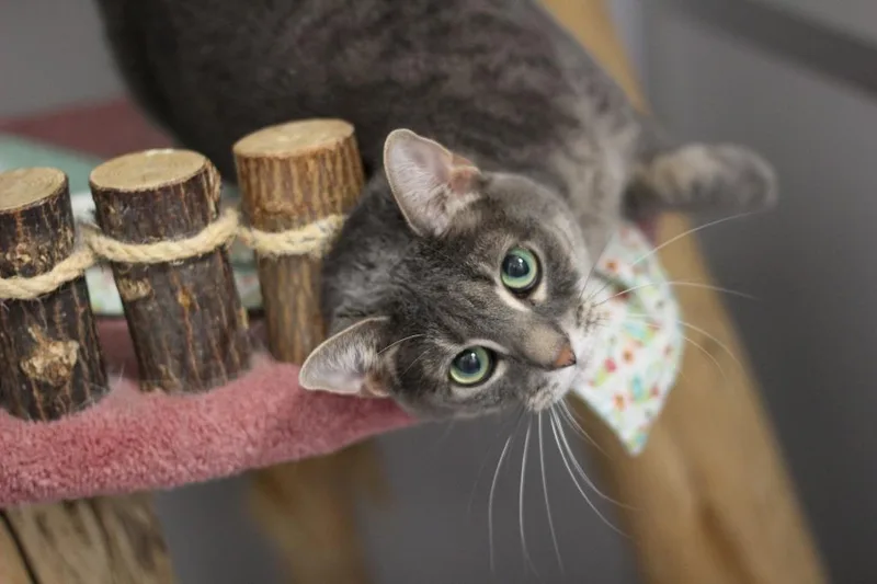 An adult large-sized female Domestic Short Hair cat named Luna for adoption in Rockford, IL