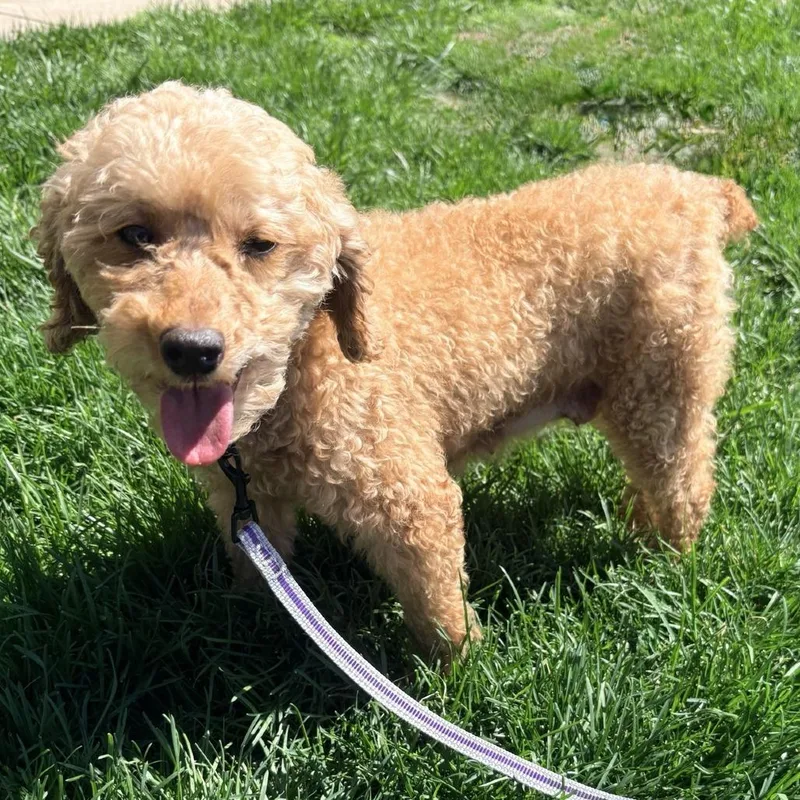 An adult small-sized female Poodle dog named Honey for adoption in Cincinnati, OH