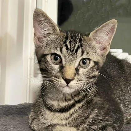 A baby small-sized male Brown / Chocolate Domestic Short Hair cat named Waffles for adoption in Atlanta, GA