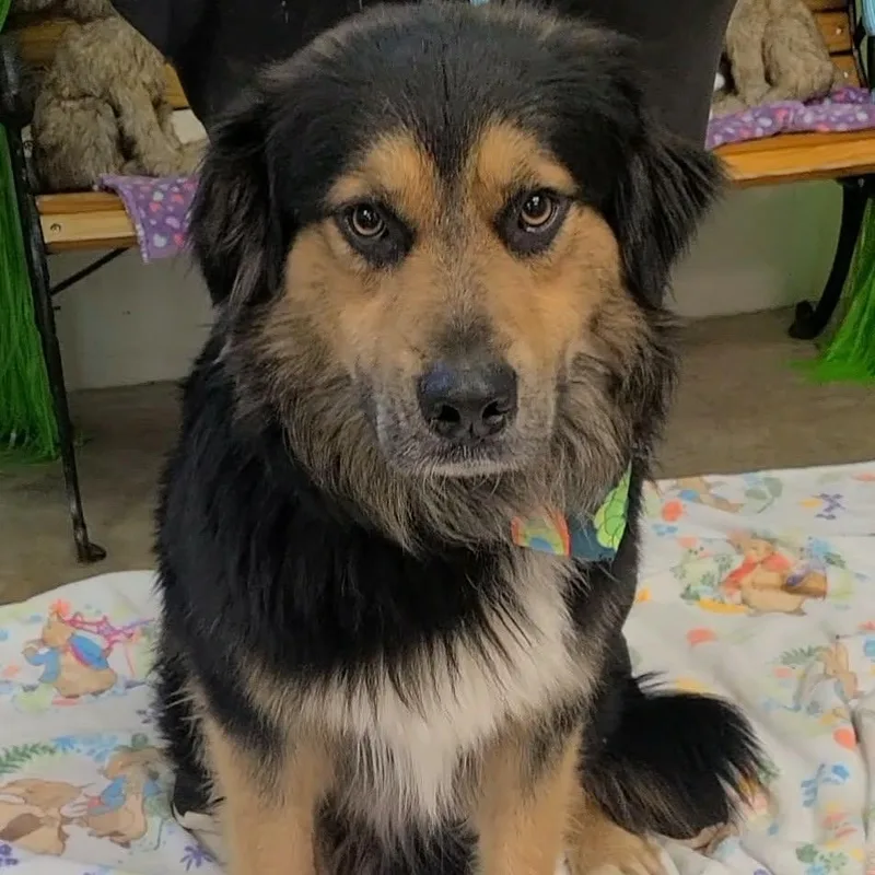 A young large-sized male Bernese Mountain Dog dog named Butter for adoption in Woolwich, ME