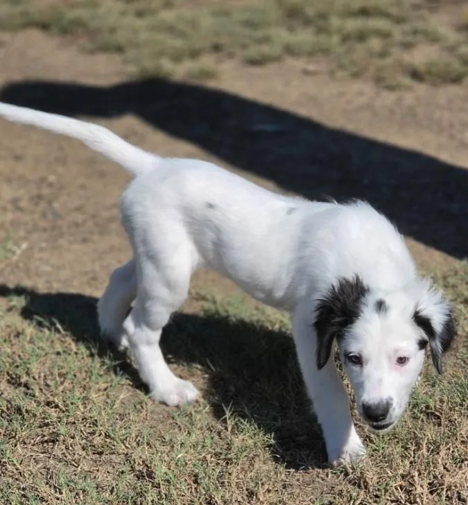 A baby large-sized female Great Pyrenees dog named Birdie for adoption in Morrilton, AR