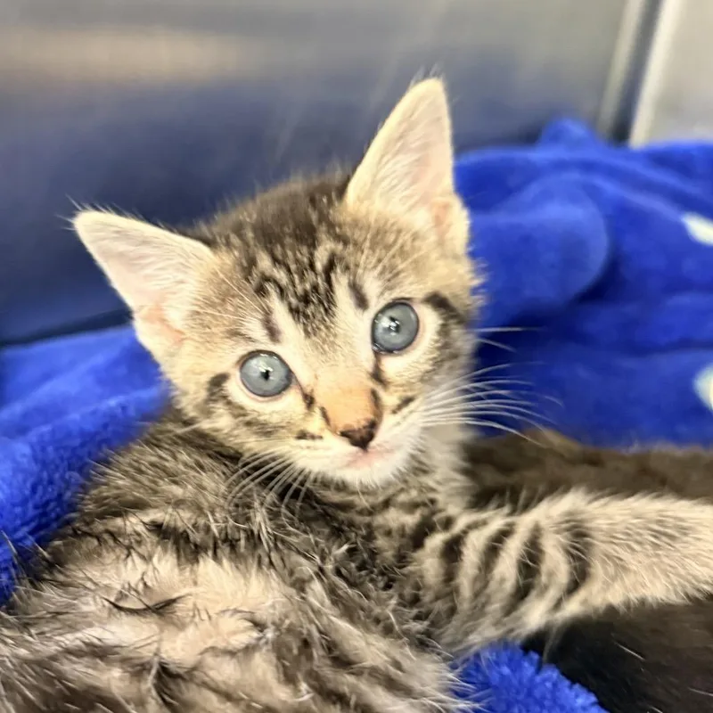 A baby small-sized female Gray / Blue / Silver Domestic Short Hair cat named Mazda for adoption in Palm Springs, CA