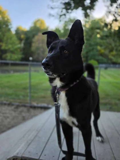 An adult medium-sized male Shepherd dog named Jaxon Michael for adoption in Batavia, OH