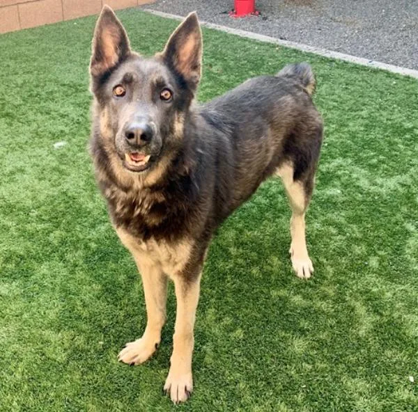 Final Chance For Pixie thumbnail 3