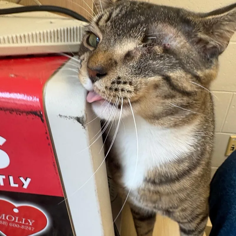 Tom