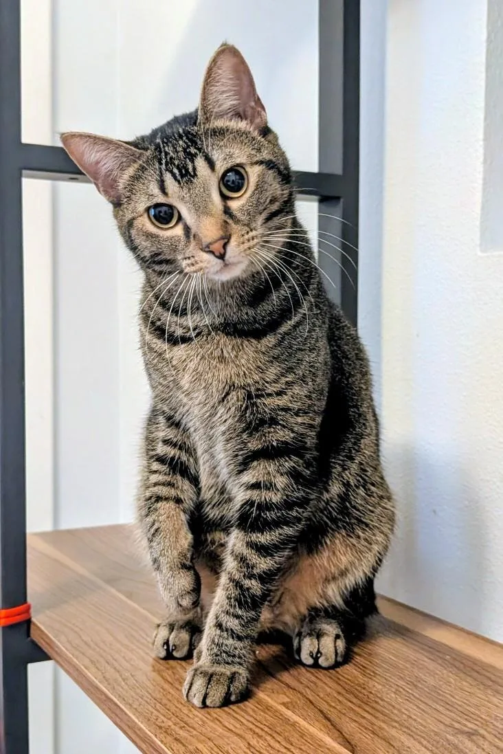 Bindu And Bulbul thumbnail 2