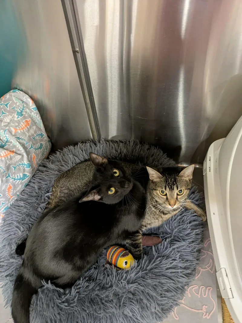 Bindu And Bulbul thumbnail 3