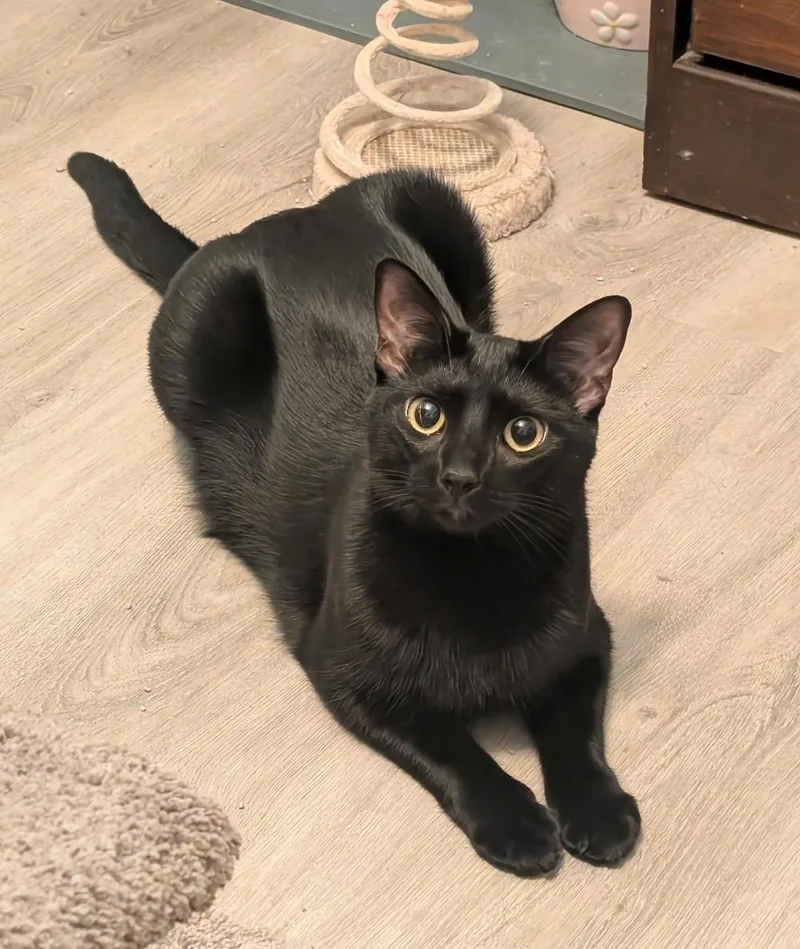 Bindu And Bulbul thumbnail 4