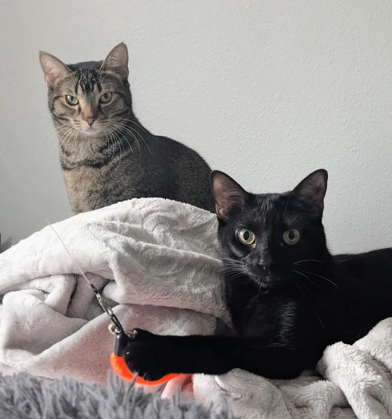 A young medium-sized female Black Domestic Short Hair cat named Bindu And Bulbul for adoption in Palm Harbor, FL