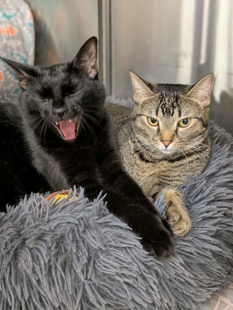 Bindu And Bulbul thumbnail 5