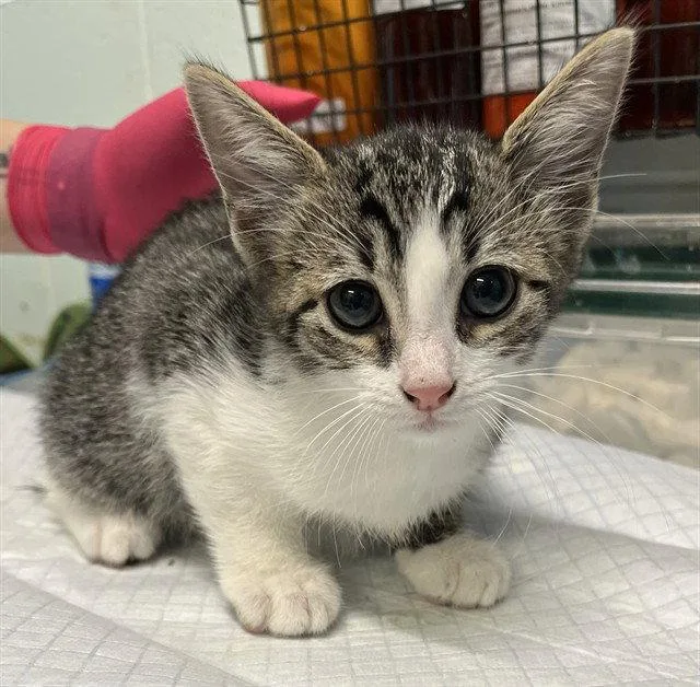 A baby small-sized male Brown / Chocolate Domestic Short Hair cat named Paradise for adoption in Tavares, FL