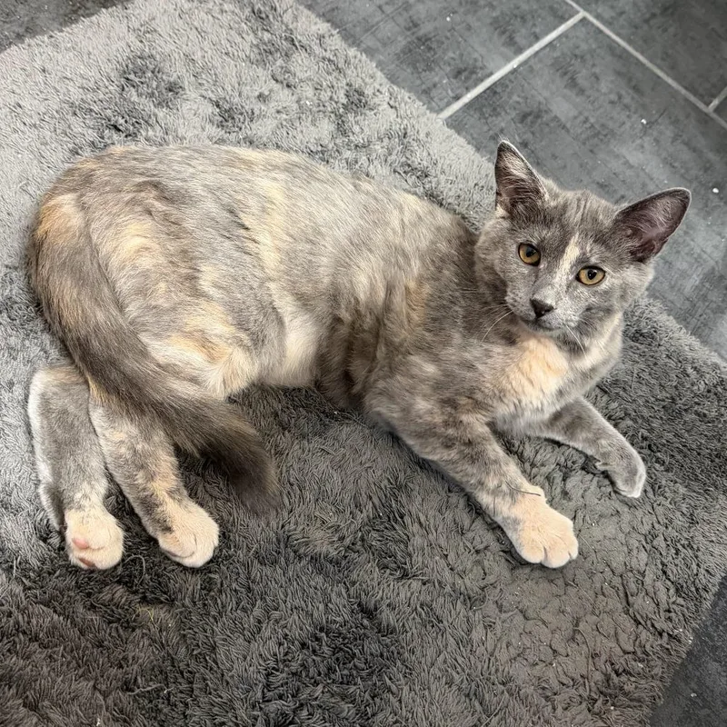 A baby small-sized female Calico Domestic Short Hair cat named Tina for adoption in Gibsonia, PA