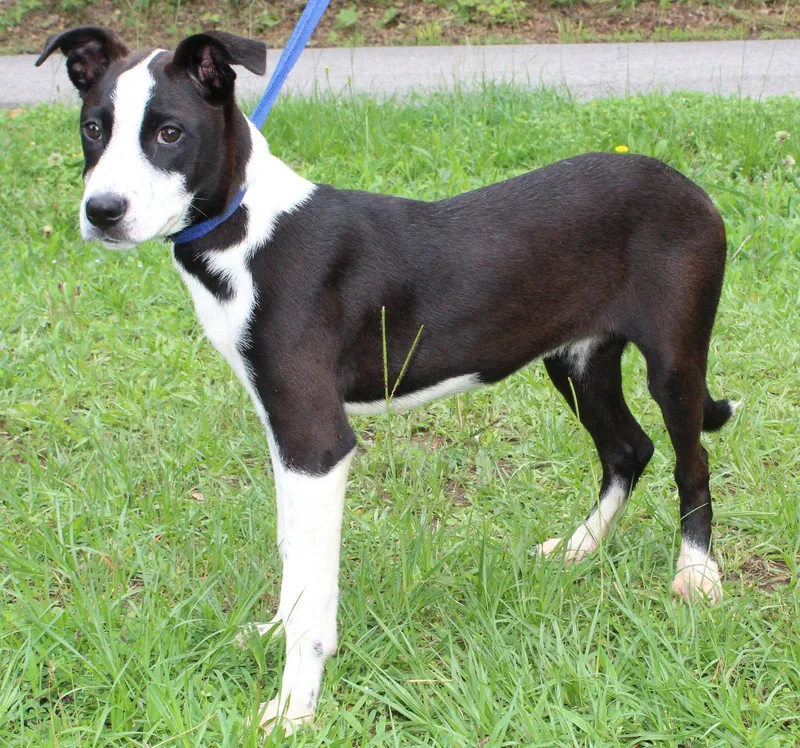 A young medium-sized female Black Labrador Retriever dog named Abby for adoption in Prattville, AL