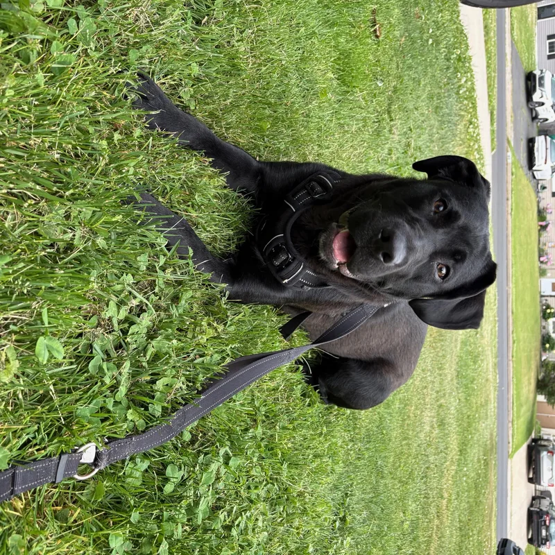 A young large-sized female Black Labrador Retriever dog named Raven for adoption in Hamilton, NJ