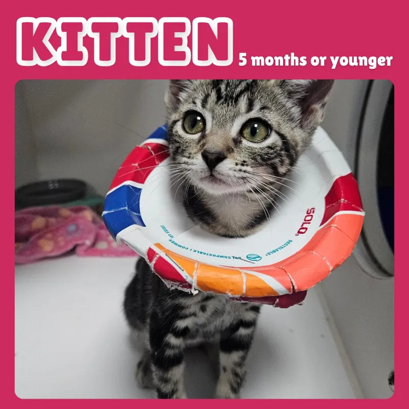 A baby small-sized female Brown / Chocolate Domestic Short Hair cat named Katy Perry for adoption in Gainesville, FL