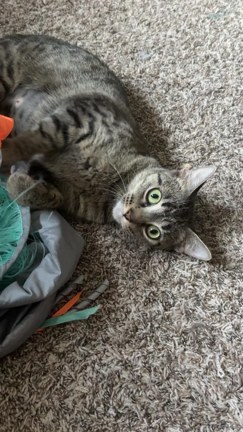 An adult medium-sized female Tabby (Brown / Chocolate) Domestic Short Hair cat named Sunflower for adoption in Grand Forks, ND