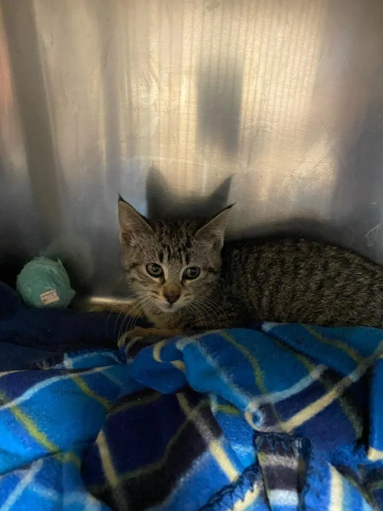 A baby small-sized female Domestic Short Hair cat named Clawdia for adoption in Boone, IA