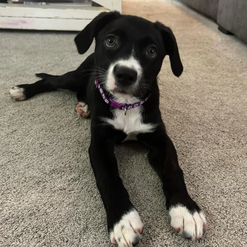 A baby medium-sized female Black Labrador Retriever dog named Franny for adoption in Rock Hill, SC