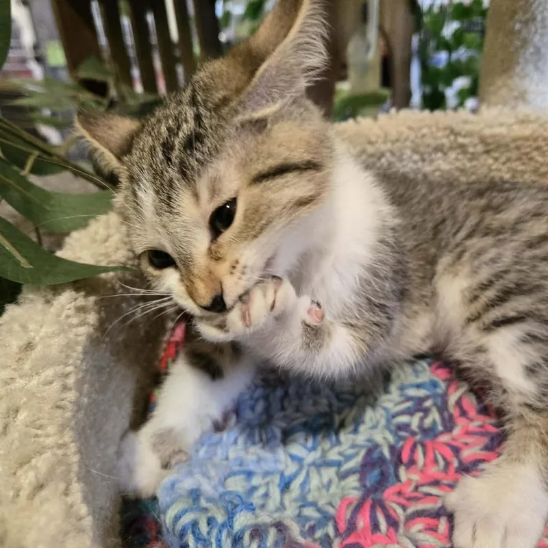 A baby small-sized female Brown / Chocolate Domestic Short Hair cat named Kami for adoption in Park Falls, WI