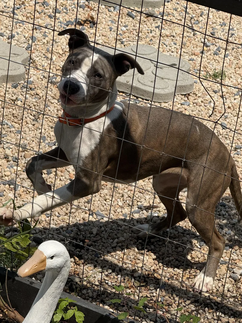 A young medium-sized female Pit Bull Terrier dog named Nyx for adoption in Halethorpe, MD
