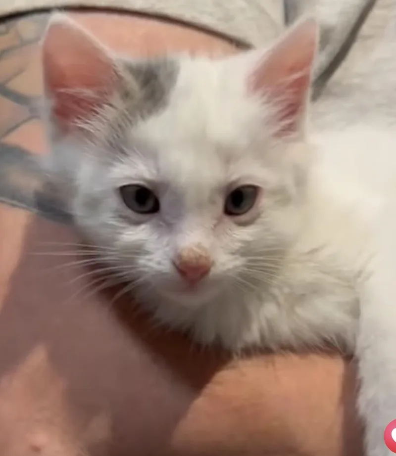 A baby medium-sized male Gray & White Domestic Medium Hair cat named Grady for adoption in Port Washington, WI
