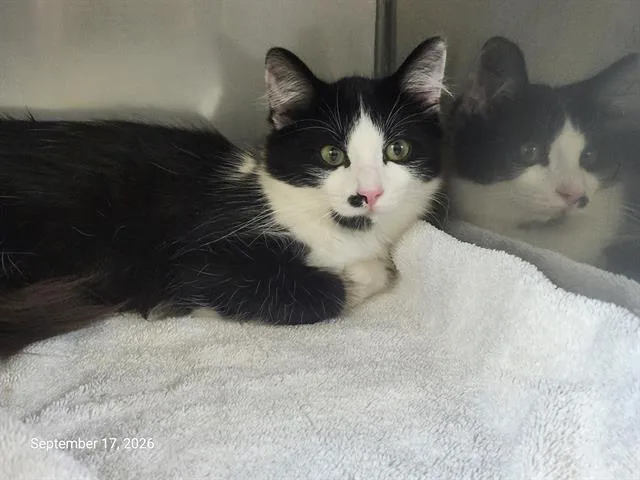 A young small-sized male Domestic Medium Hair cat named Indigo for adoption in Santa Cruz, CA