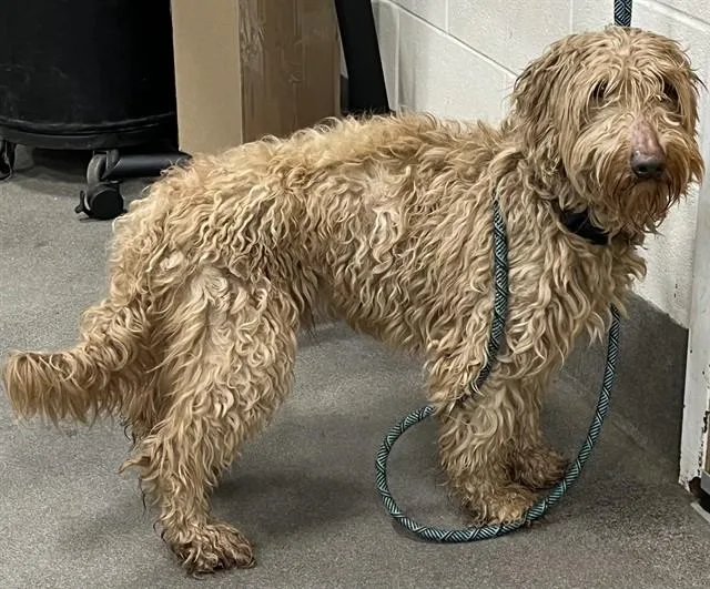 An adult medium-sized male Poodle dog named Maxwell for adoption in Upper Marlboro, MD