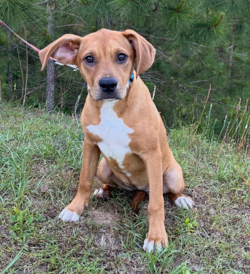 A baby extra large-sized female Labrador Retriever dog named Marla for adoption in North Syracuse, NY