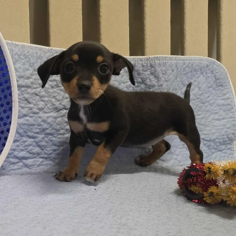 A baby small-sized female Black Terrier dog named Candace for adoption in Beaumont, TX
