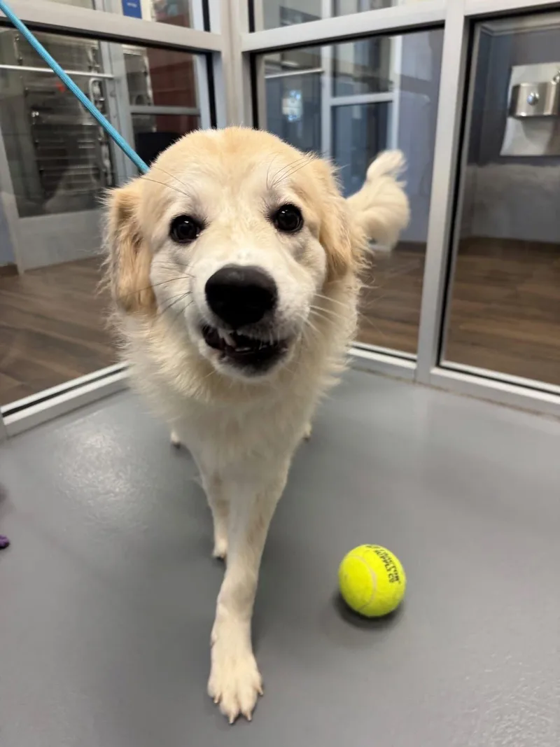 A young large-sized female Great Pyrenees dog named Genevieve for adoption in Hilton Head Island, SC