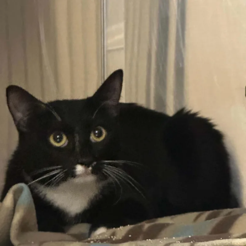 An adult medium-sized female Domestic Short Hair cat named Sassy for adoption in Truth or Consequences , NM