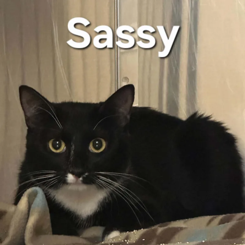 Sassy thumbnail 3