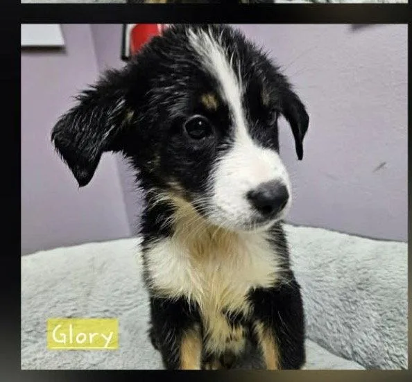 A baby medium-sized female Shepherd dog named Glory Freedom for adoption in Wakefield, RI