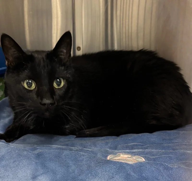 An adult medium-sized male Domestic Short Hair cat named Pantheon for adoption in Peoria, AZ