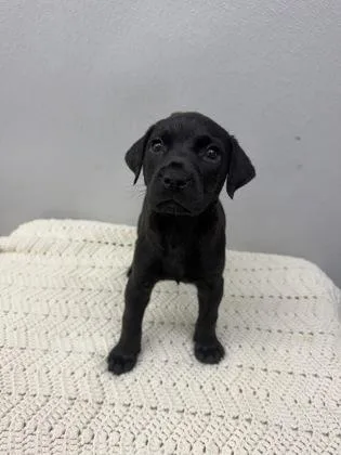A baby small-sized female Mixed Breed dog named Taffy for adoption in West Chester, PA