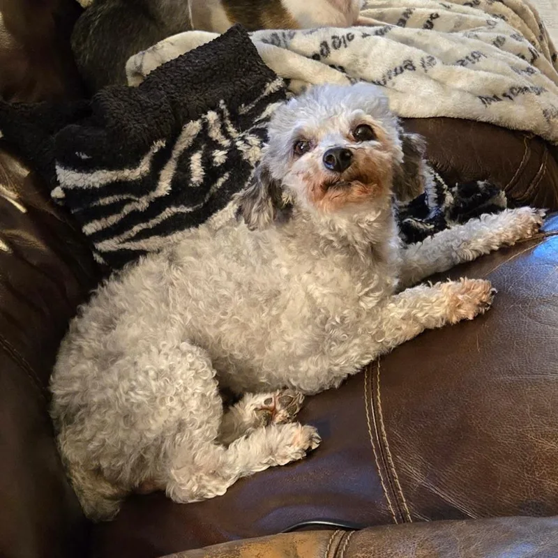 An adult small-sized male White / Cream Miniature Poodle dog named Rocky for adoption in Rochester, MN