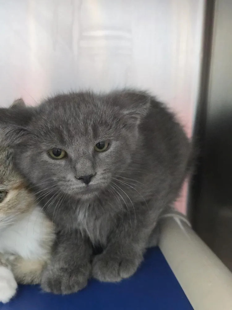 A baby small-sized male Gray & White Domestic Short Hair cat named Edric for adoption in Evansville, IN