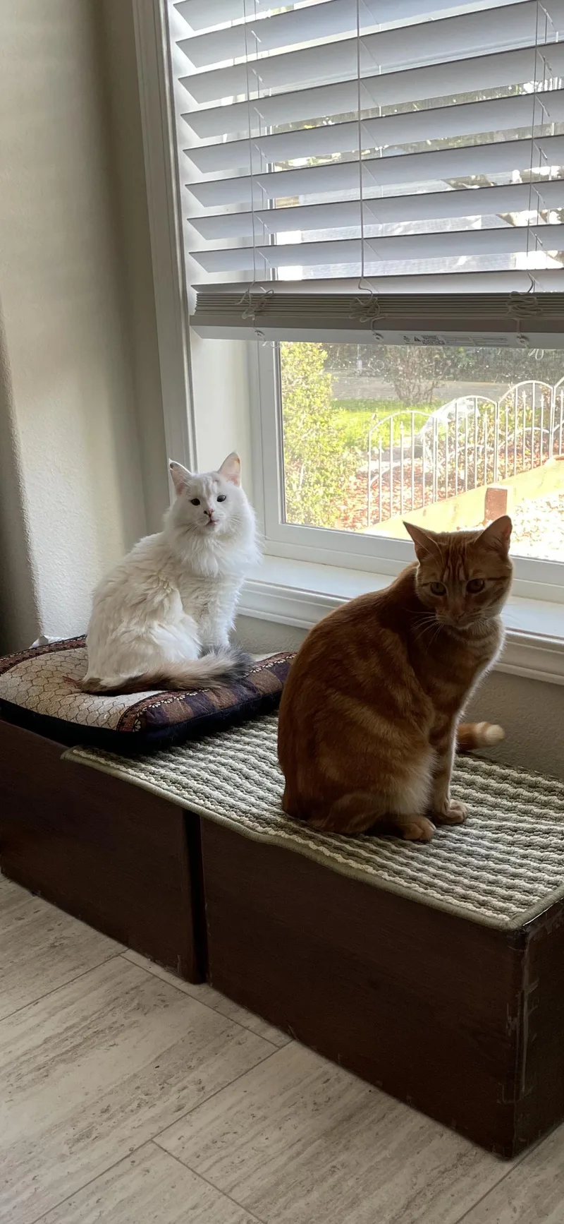 An adult medium-sized male Orange / Red American Shorthair cat named Simba for adoption in Hayward, CA