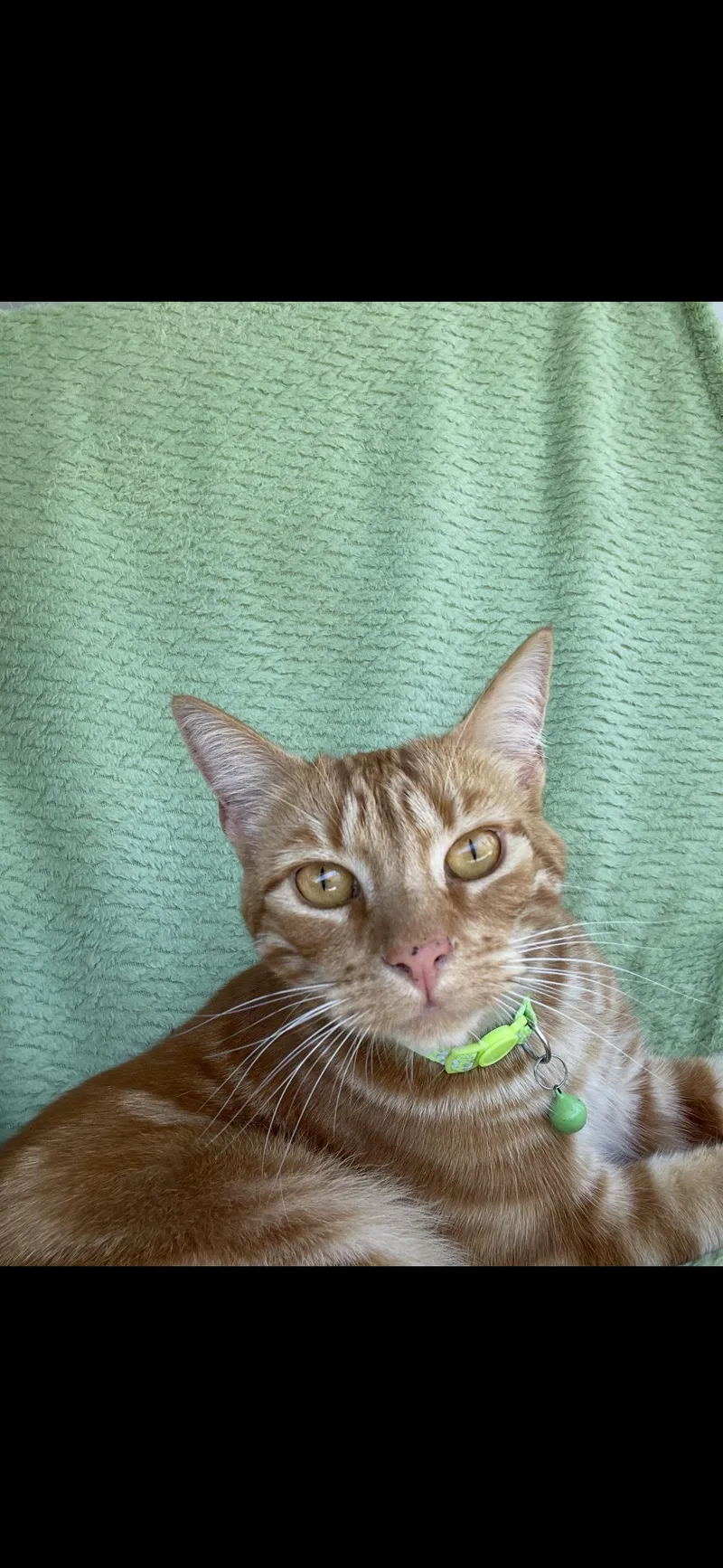 Simba thumbnail 3