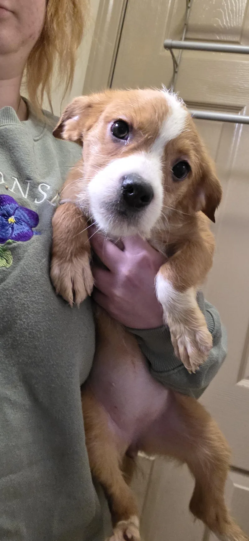 A baby medium-sized female Puggle dog named Escada for adoption in Evansville, IN