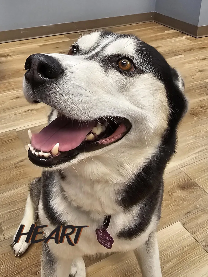 An adult large-sized male Siberian Husky dog named Ace for adoption in Millersville, MD
