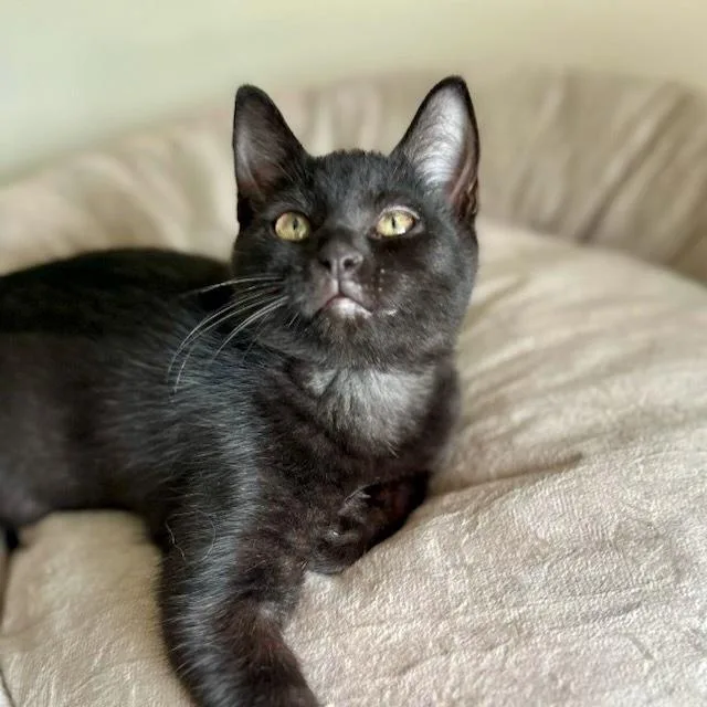 A baby small-sized female Black & White / Tuxedo Domestic Short Hair cat named Sierra for adoption in Chicago, IL