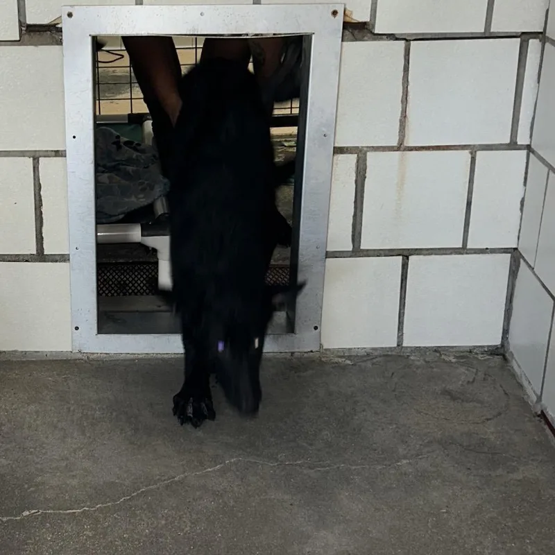 A baby medium-sized male Black German Shepherd Dog dog named George for adoption in Starkville, MS