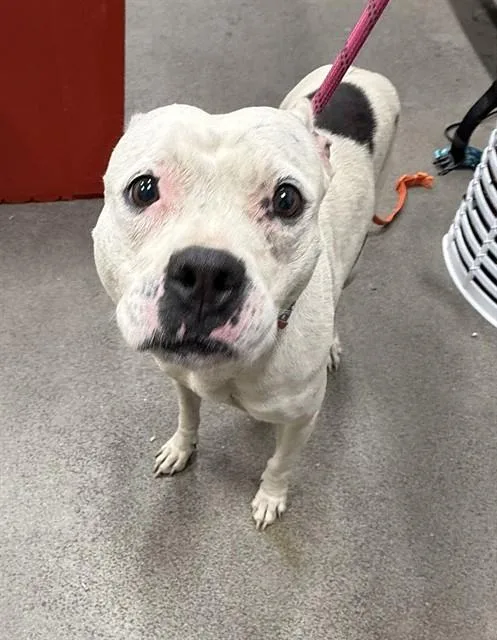 A young medium-sized female Terrier dog named Channel for adoption in Upper Marlboro, MD