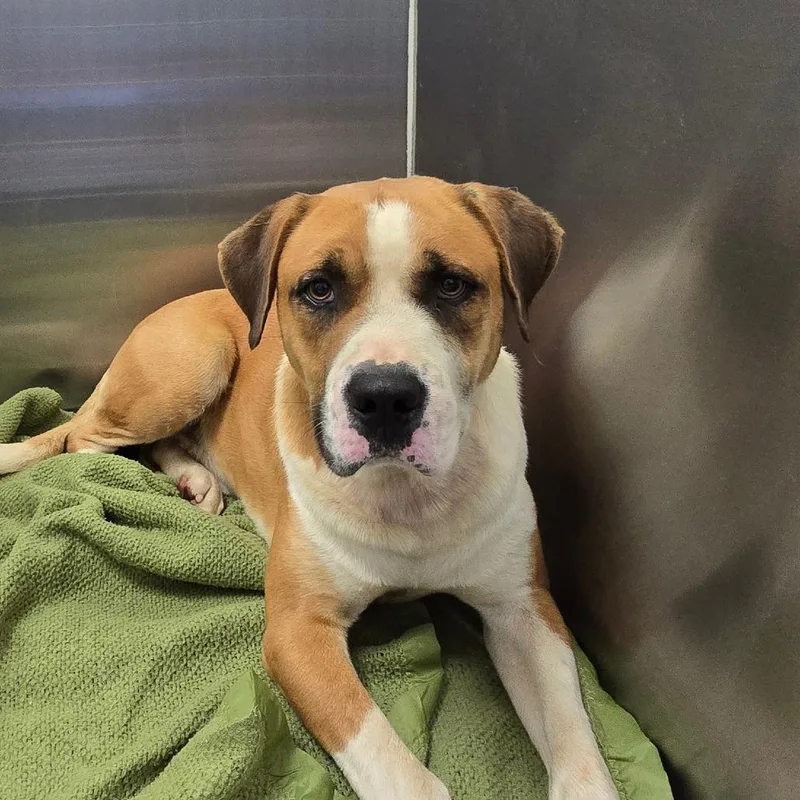 An adult large-sized male Brown / Chocolate Boxer dog named Guinness for adoption in Concord, NC