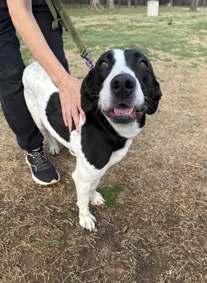 An adult medium-sized female Black Labrador Retriever dog named Kali for adoption in Springfield, MO